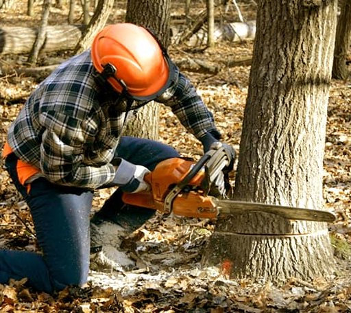 Tree Removal in Barbeau, MI